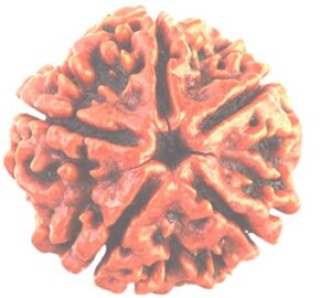 5 Mukhi Rudraksha