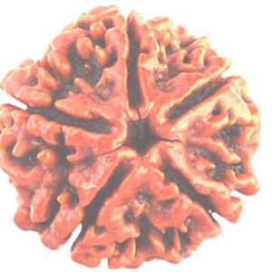 5 Mukhi Rudraksha